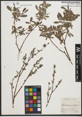 Foto von Salix purpurea L. x Salix repens L.